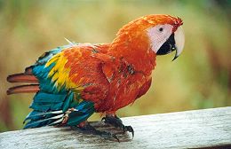 Parrot