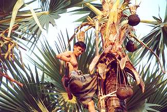 Ernte des Palmsaftes