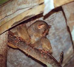 Tarsier