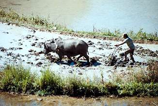 rice terraces, farmer