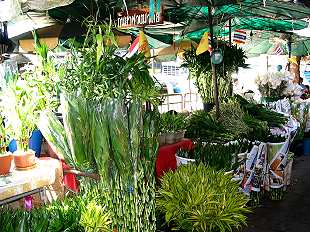 Blumenmarkt / Flowermarket,  Pak Klong Talat