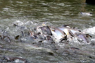 Thonburi   -  Click for large image !