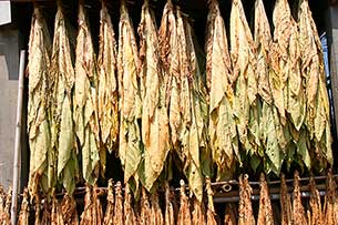 Provinz Nakhon Phanom - Click for large image !