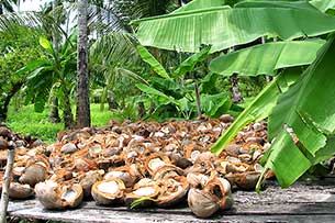 Kokosnuesse - Click for large image !