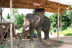 elephant camp - Click for large image !