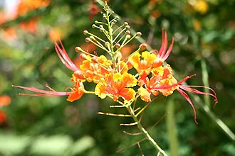 Krabi, am Ao Nang Beach - Click for large image !