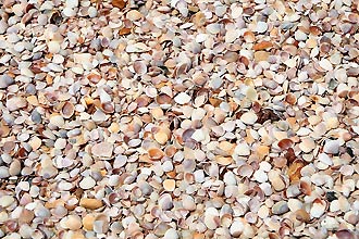 Krabi, Ao Nang Beach, Muscheln - Click for large image !