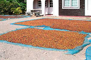 Kaffee - Click for large image!