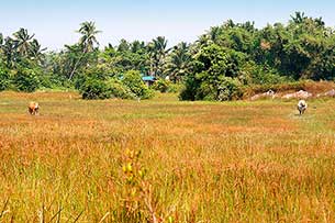 Reisfeld - Click for large image!