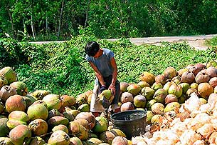 Kokusnussverarbeitung - Click for large image!