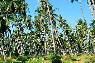 Palmenwaelder - Click for large image!