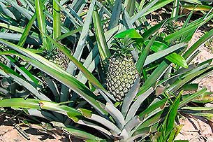 Ananas - Click for large image!