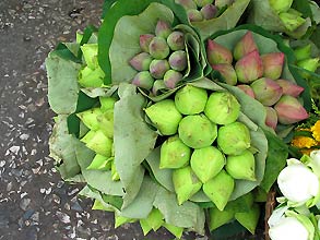 Sukhothai, Lotusblueten  -  Click for large image !