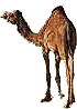 camel