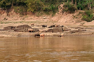 ( Click for large image !)