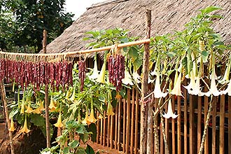 Click for large image !