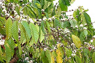 Click for large image !