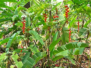 Click for large image !