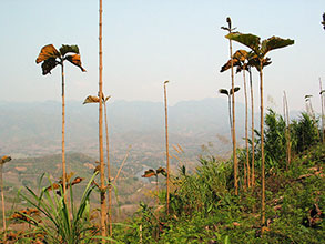 Click for large image !