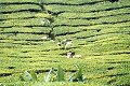Cameron Highlands,  Click for large image