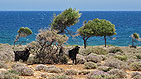 Naxos  -  Click for large image !