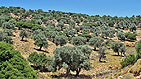 Naxos  -  Click for large image !