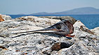 Naxos  -  Click for large image !