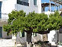 Paros