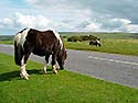 Dartmoor  -  Click for large image !