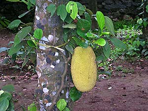 Jackfruit