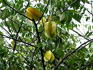 starfruit