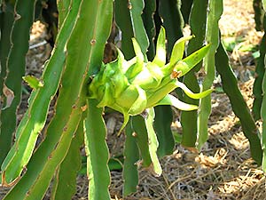 tree of dragonfruit