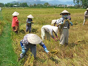 Nha Trang, rice harvest