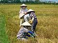 Nha Trang, rice harvest  -  Click for large image !