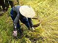 Nha Trang, rice harvest  -  Click for large image !