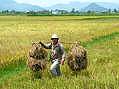 Nha Trang, rice harvest  -  Click for large image !