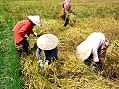 Nha Trang, rice harvest  -  Click for large image !