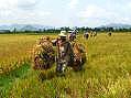 Nha Trang, rice harvest  -  Click for large image !